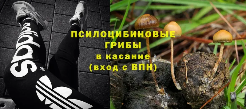 Галлюциногенные грибы MAGIC MUSHROOMS Венёв